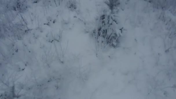Top View Flight Snow Covered Trees Winter Day Fog — Video