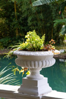 Yazın botanik bahçesinde güzel bitkiler. Egzotik ağaç ve çalı türleri