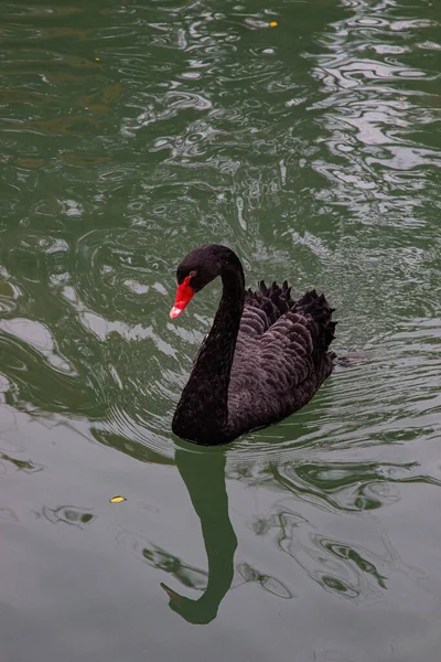 Elegantes Cisnes Negros Nadando Estanque Tranquilidad Relajación Rodeada Plantas Verdes — Foto de Stock