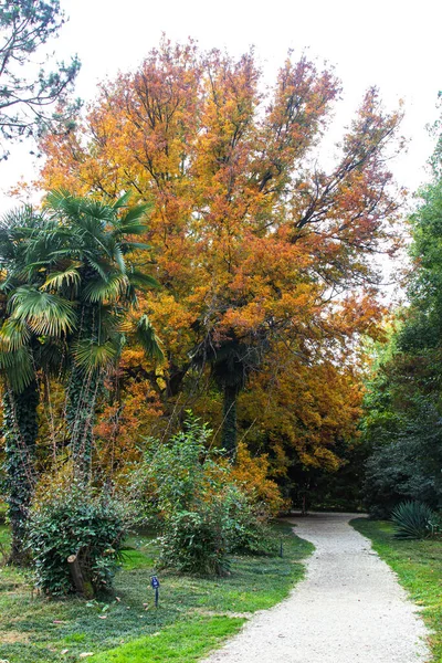 Yazın Botanik Bahçesinde Güzel Bitkiler Egzotik Ağaç Çalı Türleri — Stok fotoğraf