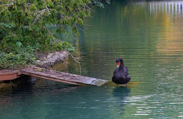 Elegantes Cisnes Negros Nadando Estanque Tranquilidad Relajación Rodeada Plantas Verdes — Foto de Stock