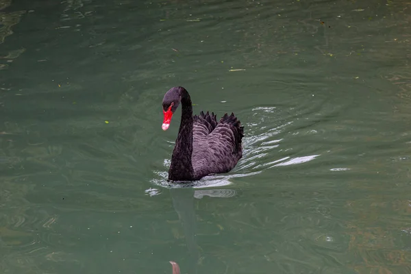 Elegantes Cisnes Negros Nadando Estanque Tranquilidad Relajación Rodeada Plantas Verdes — Foto de Stock