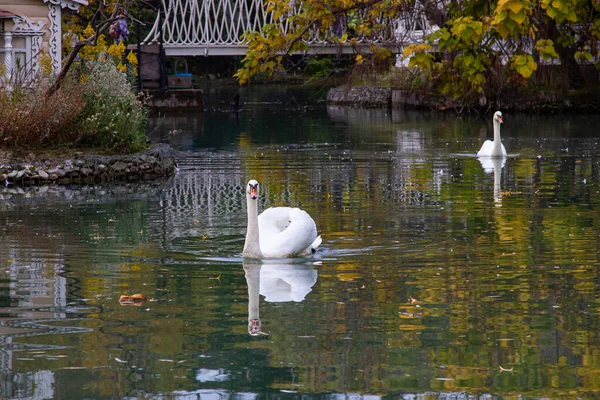 Элегантные Белые Лебеди Плавающие Пруду Спокойствие Расслабление Окружении Зеленых Растений — стоковое фото