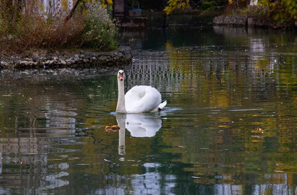 Cisnes Brancos Elegantes Nadando Uma Lagoa Calmo Relaxamento Cercado Por — Fotografia de Stock