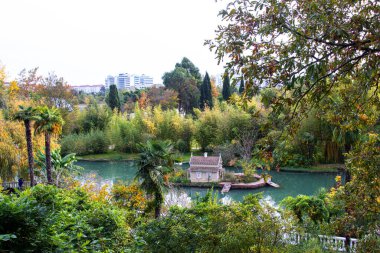 Yazın botanik bahçesinde güzel bitkiler. Egzotik ağaç ve çalı türleri