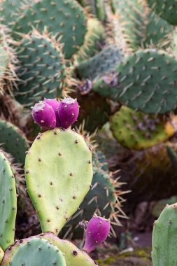 Yazın botanik bahçesinde güzel bir kaktüs. Lezzetli egzotik türler