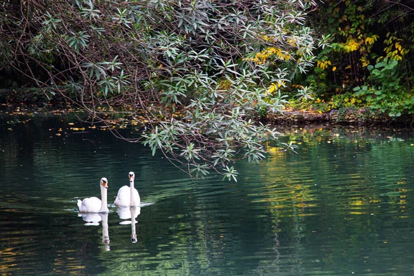 Elegantes Cisnes Blancos Nadando Estanque Tranquilidad Relajación Rodeada Plantas Verdes — Foto de Stock