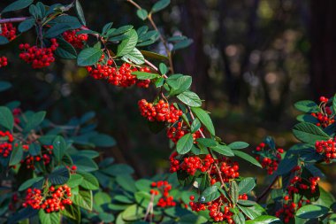 Kırmızı böğürtlen kümeler halinde dallara asılır. Böğürtlen sağlıklı bir yaşam tarzı için vitamin ve sağlıklı besin kaynağıdır.