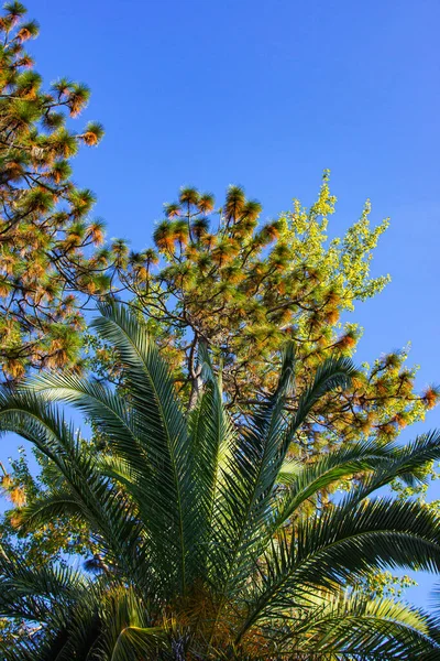 Árboles Tropicales Exóticos Parque Claro Día Soleado Verano Hay Cielo — Foto de Stock