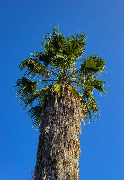 Arbres Exotiques Tropicaux Dans Parc Par Une Journée Été Ensoleillée — Photo