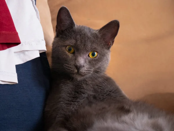Cat Sitting Human Coach Looking You — Stock Photo, Image