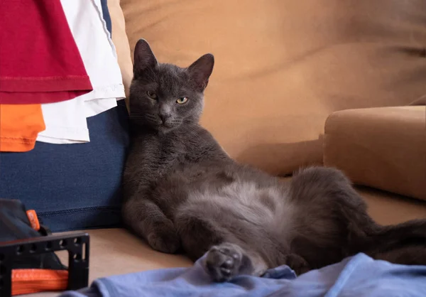 Koçun üstünde yatan kedi sana komplo kurarak bakıyor.