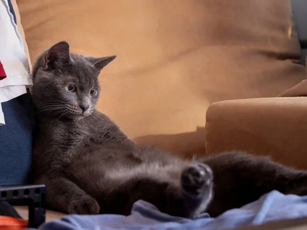 Kedi, kanepede oturan bir adam gibi, şaşkınlıkla ayaklarına bakar.