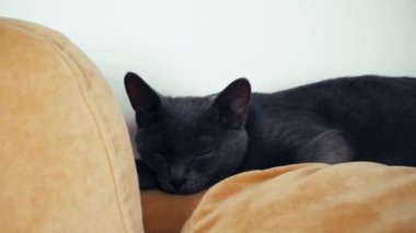 Mavi-gri kedi beyaz arka planda yatıyor.