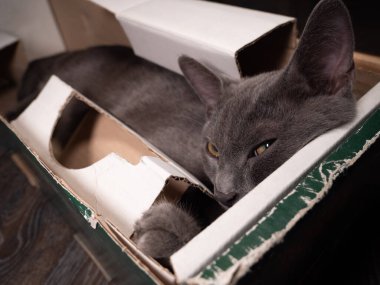 Kutuda yatan kedi sana komplo kurarak bakıyor.