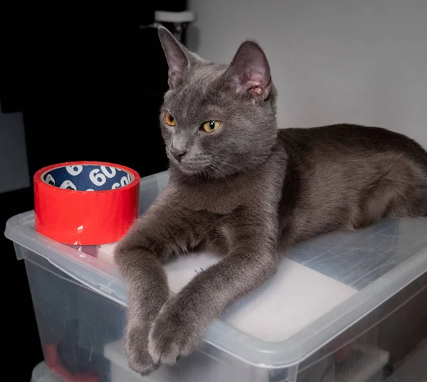 Kedi ileriye bakan bir kutunun üzerinde yatıyor. Üçte biri..