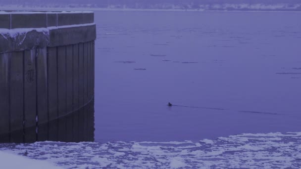 Buzlu Bir Nehirde Yüzen Bir Ördek — Stok video