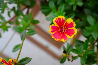 Yapraklı güzel ofis zamanı çiçeği. Kullanılan seçici odak.