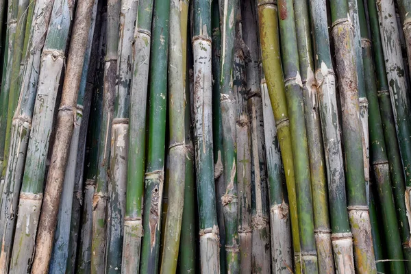Bambu Colhido Mercado Continuava Para Venda Foco Seletivo Usado — Fotografia de Stock