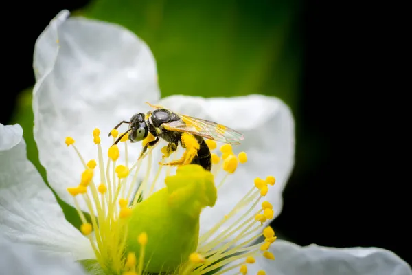 Jamaika kirazının beyaz çiçeğinin üzerindeki arı nektar ve polen topluyor. Kullanılan seçici odak.