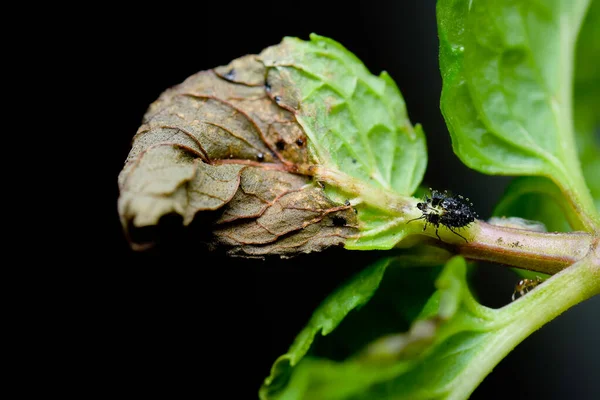 Tingidae 식물의 손상을 곤충의 일종으로 알려져 과이다 버그는 Plant Used — 스톡 사진