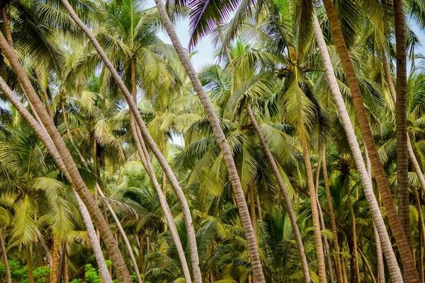 Kumsalda hindistan cevizi ağaçları.