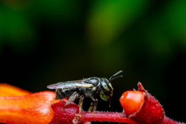 Çiçek tomurcuğunun üzerindeki küçük marangoz arısı kabarcık yapıyor. Kullanılan seçici odak.