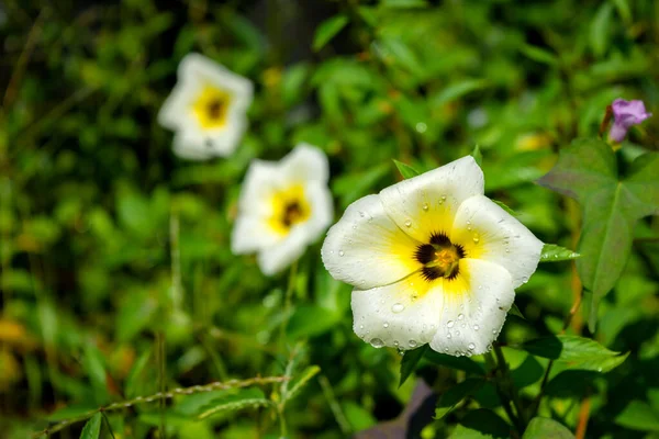 Turnera Subulata Fiori Comunemente Noto Come Tazza Burro Bianco Ontano — Foto Stock