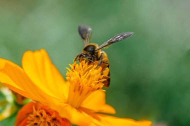 Kozmos çiçeğinin üzerindeki bal arısı ondan nektar alıyor. Kullanılan seçici odak.