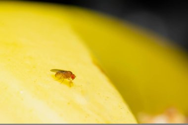 Muz meyvesinde meyve sineği Drosophila melanogaster 'ın Macro fotoğrafı. Kullanılan seçici odak.