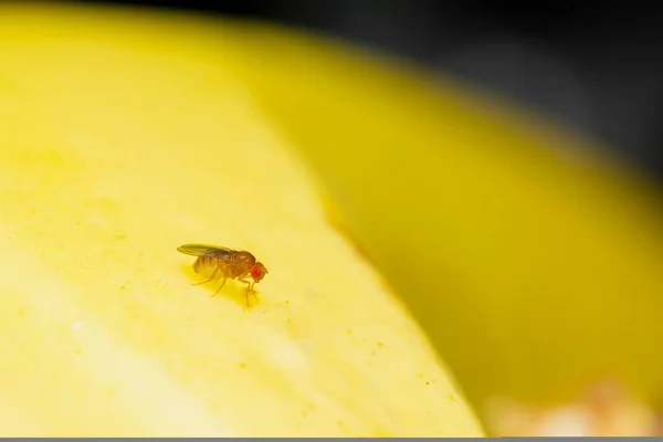 Muz meyvesinde meyve sineği Drosophila melanogaster 'ın Macro fotoğrafı. Kullanılan seçici odak.