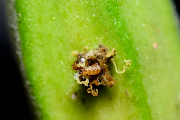 Shoot Gyümölcs Borer Earias Vittella Amely Egyik Pusztító Kártevők Okra — Stock Fotó