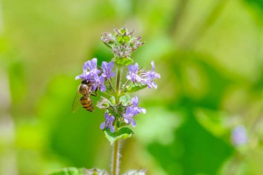Arı mor çiçekten nektar alıyor ve öğleden sonra polen yayıyor. Kullanılan seçici odak.