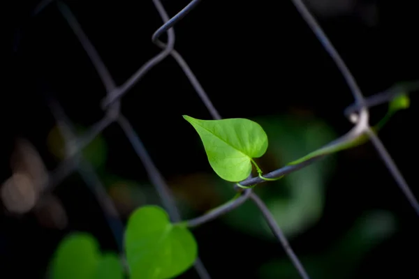Metalik bileşik ağdaki dağcı. Kopyalama alanı ile seçici odak.