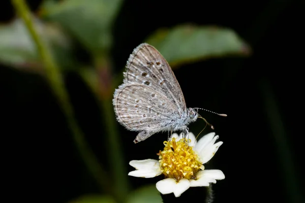 Hierba Mariposa Azul Conseguir Néctar Flor Tridax Detalles Lengua Mariposa — Foto de Stock