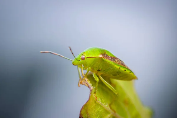 Escudo Verde Bug Borda Folha Foco Seletivo Usado — Fotografia de Stock