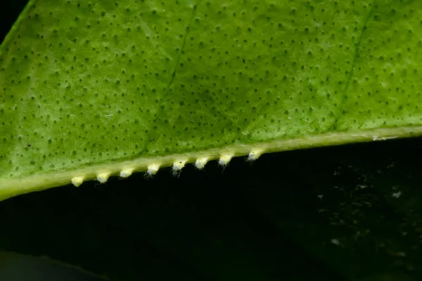 Eggs Passionvine Hopper Leaf Acid Lime Known Citrus Aurantifolia Serious — Stock Photo, Image