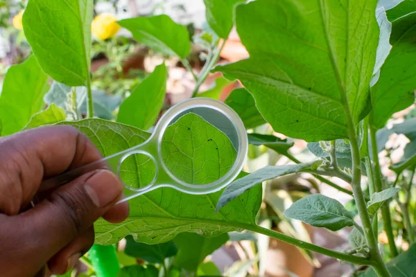 手に持っている虫眼鏡を使って ナスの葉の裏側のアブラムシを観察します アブラムシは農業作物の深刻な害虫です 選択的フォーカスを使用 — ストック写真