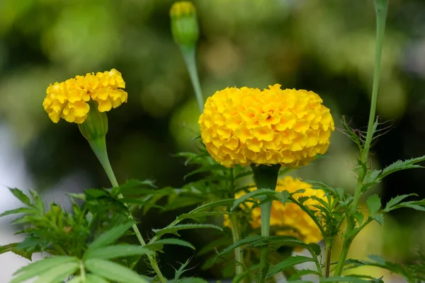 タゲッツとも呼ばれる美しい黄色のマリーゴールドの花 それは神のためのガーランドを作るための偽善に宗教的な目的のために使用されます 選択的フォーカスを使用 — ストック写真