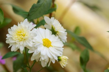 Beyaz renkli kasımpatı çiçekleri. Kullanılan seçici çiçekler.