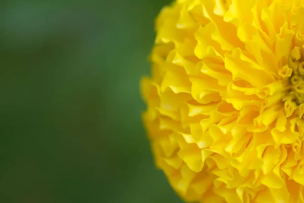 Közelsége Félig Sárga Színű Márvány Virág Teljesen Virágos Szirmok Másolási — Stock Fotó
