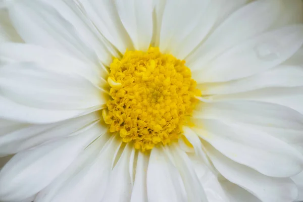 Crisantemo Bianco Foto Vicino Dettagli Petali Con Immagine Full Frame — Foto Stock