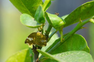 Tutku sarmaşığı olarak bilinen asit limonu bitkisindeki Hopper. Asit kireç hasadı bitkisinin ciddi bir böceği. Kullanılan seçici odak.