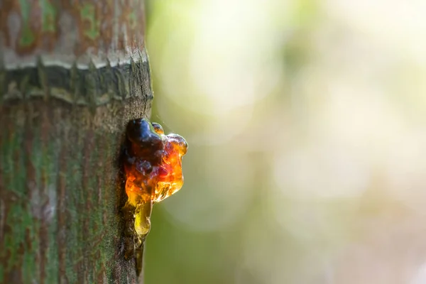Ağaç sapından sakız salgısı. Kopyalama alanı ile seçici odak.