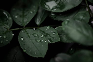 Arka planda koyu renkli bitki yaprakları üzerine yağmur damlaları. Kullanılan seçici odak.