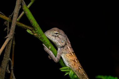 Bitkinin dalındaki bahçe kertenkelesi. Kullanılan seçici odak.