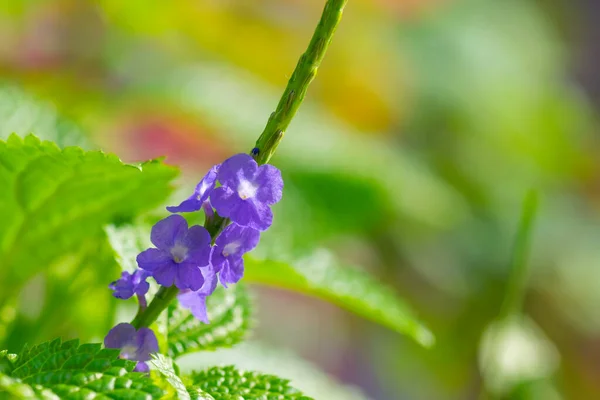 Stachytarpheta urticifolia çiçeği. Verbena ailesinde ağ yapraklı kadife çilek olarak da bilinir. Güzel mor renkli küçük çiçekler tamamen çiçek açtı. Seçici odak ve kopyalama alanı.
