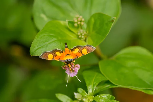Orange Spotted Flower Moth Punarnava Plant Getting Nectar Used Selective — Fotografia de Stock