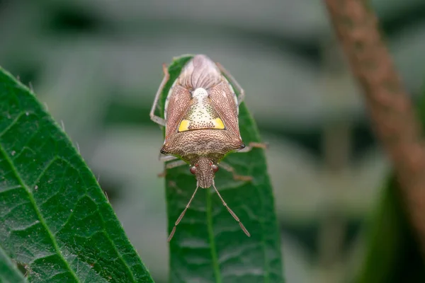 Bitki Yaprağında Pis Kokulu Böcek Arka Taraftaki Kalıpların Ayrıntıları Kullanılan — Stok fotoğraf