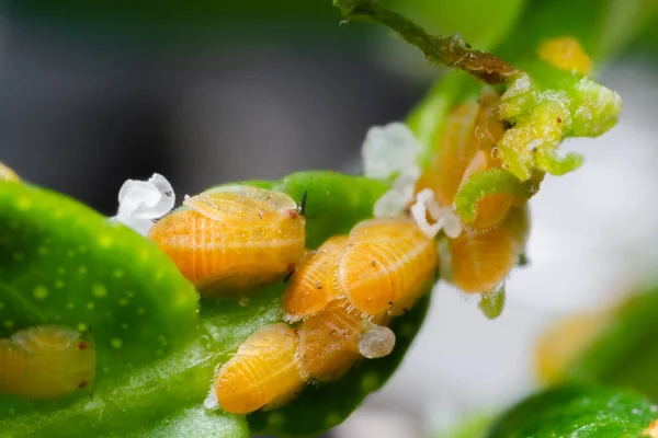 Limon yaprağı üzerinde Asya turunçgilleri. Bu böcekler, turunçgiller (turunçgiller) familyasındaki yeşillendirme hastalığının taşıyıcılarıdır. Kullanılan seçici odak.